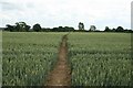 SE5345 : Footpath Through the Corn. by Steve Partridge