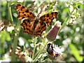 Butterfly & Bee, Alford