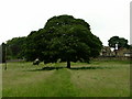 Old Sycamore Tree, Stormer Hill