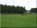 Horse Enclosure at Burnend