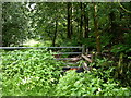 Overgrown footpath, Two Brooks Valley