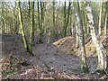 Remains of Old Sunken Track Through Landmoth Wood