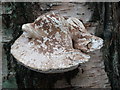 Fungi in the woods at Woodhall Spa