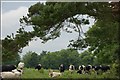 Cattle near Maghera, Co Down