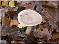 Fungi in the woods at Woodhall Spa