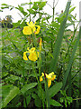 Yellow Iris, Drumgowna