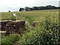 Footpath to Warren Lane from Woodhouse Lane