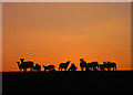 SS4538 : Sheep on Saunton Down by Alan Findlay