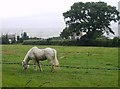 Paddock at Staplers