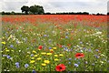 SK8769 : Wildflower meadow by Richard Croft