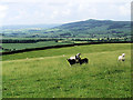 Sheep pasture near Cat Gill Wood