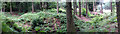 ST4997 : Chepstow Park Wood - Panorama of the Earthwork by Roy Parkhouse