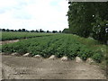 Potato crop near Watt