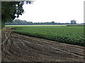 Potato crop by Rabbit Plantation