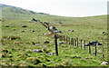 SH8625 : View along the fence towards Bryn Crwn by Eric Jones