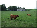 Highland Cattle by Tarland Lodge