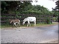 Mother and Daughter