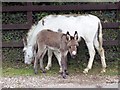 Mother and Daughter