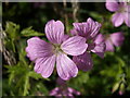 Cranesbill at Savath