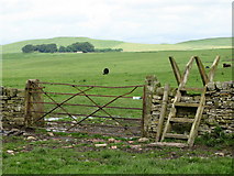 NY8168 : Pastures near Beamwham by Mike Quinn