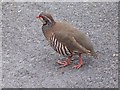 Red-legged Partridge (Alectoris rufa)