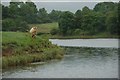 The River Bann near Ballymoney