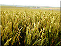 Overlooking wheat fields by Avebury Ring