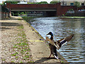 River Kennet, Reading