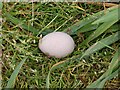 NU0622 : Red-legged Partridge egg by Dave Dunford
