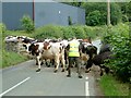 Cows Ahead