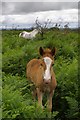 SU1913 : Ponies in the bracken, Hampton Ridge, New Forest by Jim Champion