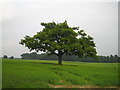 SU2930 : Oak tree near East Tytherley 2 by Andy Gryce