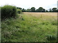 Ripening barley near Rickland Farm