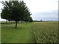 Wheatfield, driveway and avenue