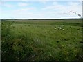 Rough grazing near Meadowhead