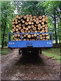 SU2114 : A load of logs, Islands Thorns Inclosure, New Forest by Jim Champion