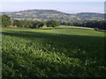 SY3896 : Maize field by Derek Harper