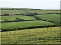 Woodpigeons feeding on a ripening field of wheat