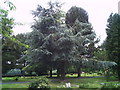 Cedar tree, burial ground Oxted