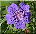 Cranesbill