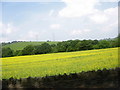 A field of oil-seed rape at Druid