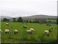 Sheep at Kilcreen