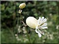 Bladder Campion  (Silene vulgaris)