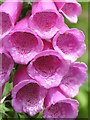 NY7855 : Foxglove in Monk Wood by Mike Quinn