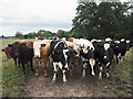 Inquisitive cows