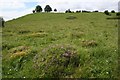 Anthills on Coombe Green Common