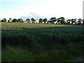 Field and tree lined boundaries