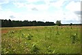 Open Access land near Warren Lodge