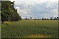 Farmland near High Lodge