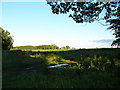 Over the fields towards Thorsgill Wood